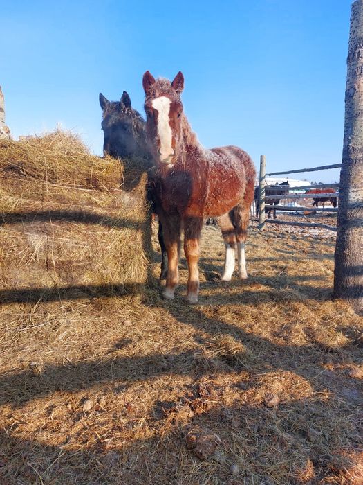 Продам жеребят тяжеловозов