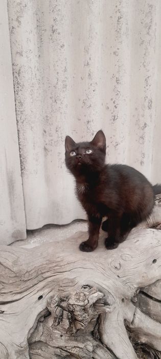 Отдам котёнка девочку в добрые руки