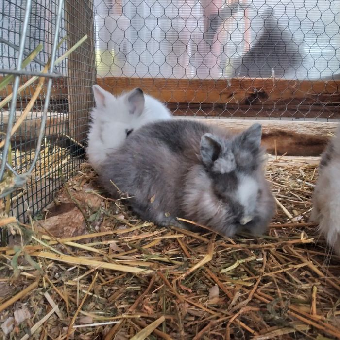 Vând 4 pui de iepure Angora