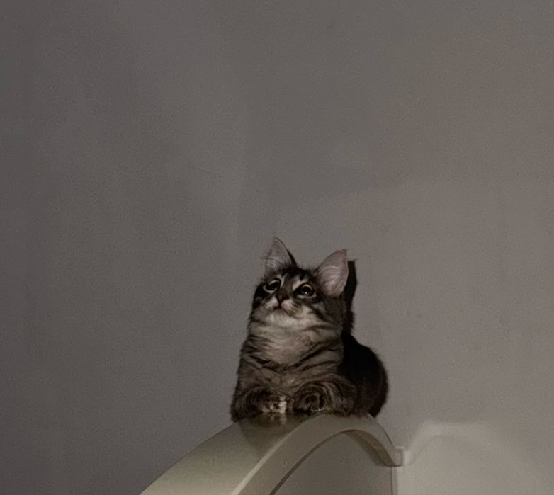 Кошка мейн кун  краш