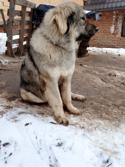 Vând 2 femelă si un mascul