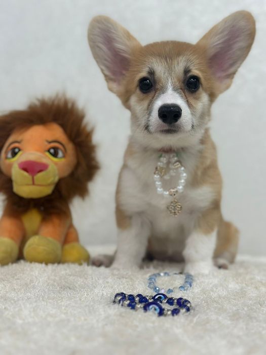 Вельш корги пемброк