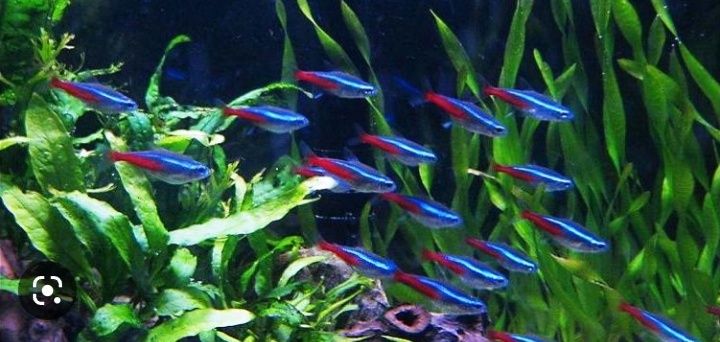 Продам аквариумных рыбок