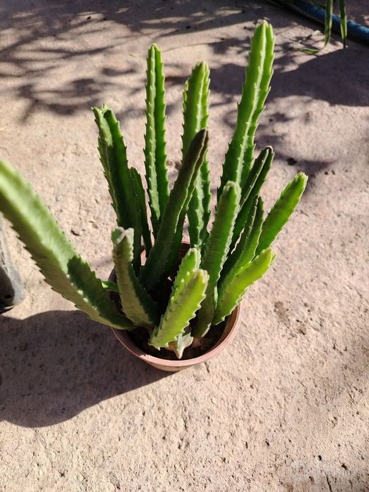 Стапелия (Stapelia) — 20 см