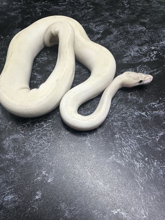 Королевский питон