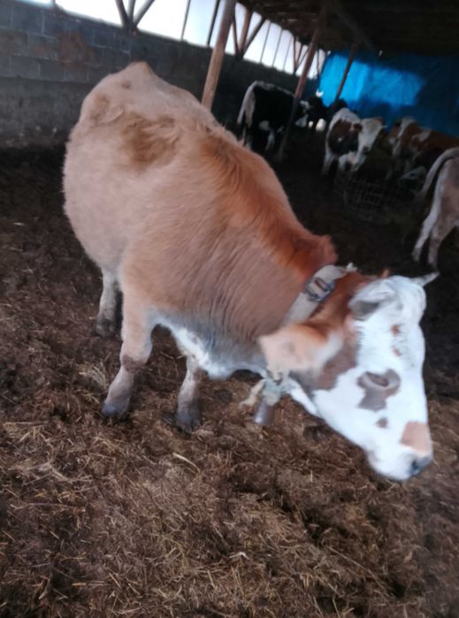 Junică de 2 ani metis bălțată românească