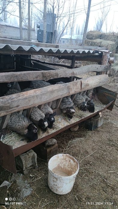 Романовские бараны