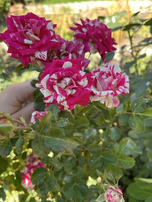 Саженцы мелких роз