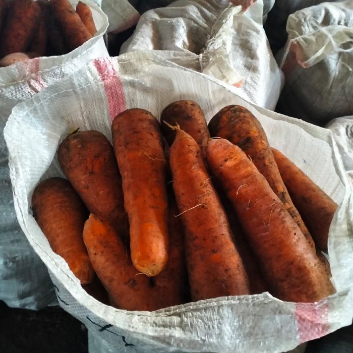 продам МОРКОВЬ  каскад