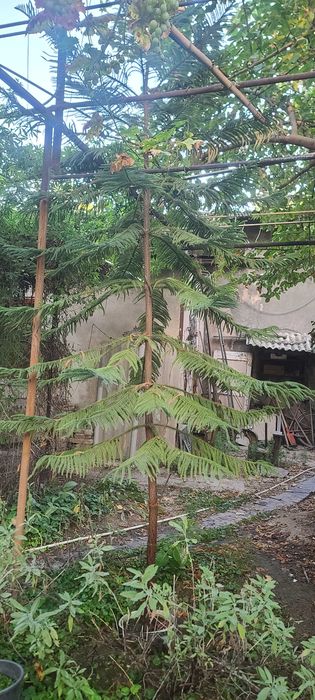 Араукария  - крупномер (3.3 м) — для оранжереи, или холла