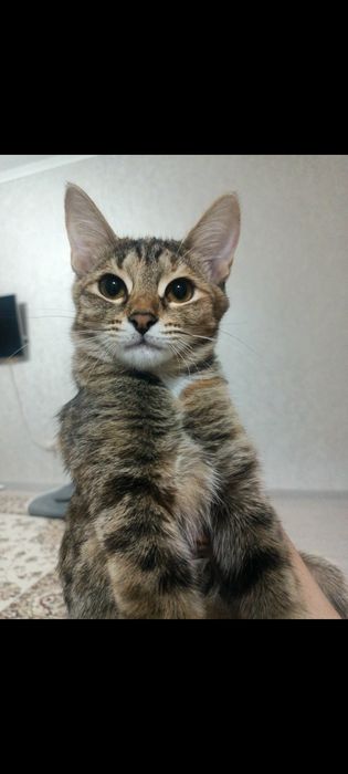 Отдам кошек 5 месяцев в любящие руки