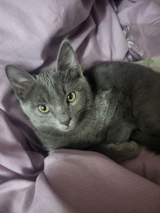 Котёнок 300 тыс.