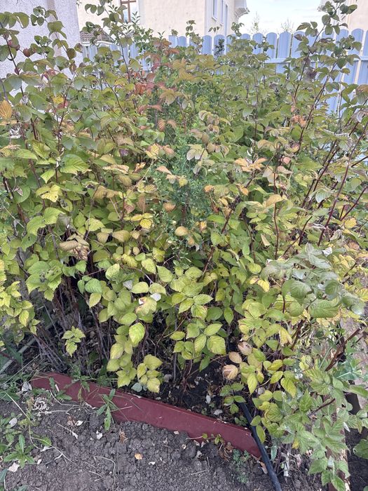 Малина вишня шиповник