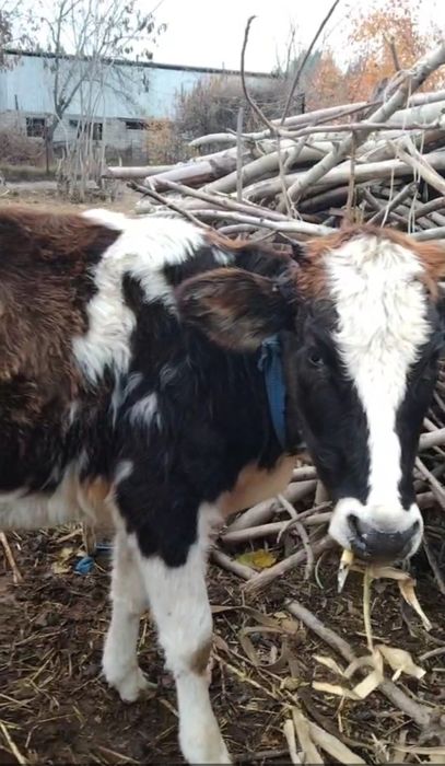 Танача озимизнинг сигирни боласи  ювош.