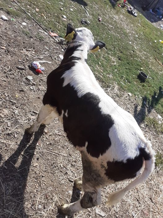 Vănd Vițel din montă artificială