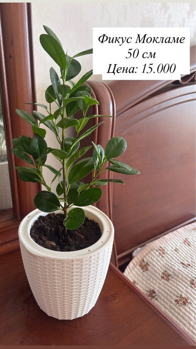 Продам домашние цветы