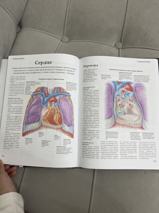 анатомия человека