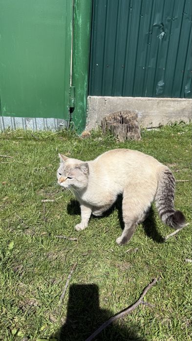 Шикарный тайский котик