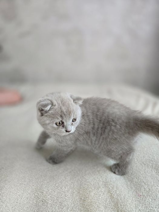 Продаётся очаровательный британский вислоухий котёнок
