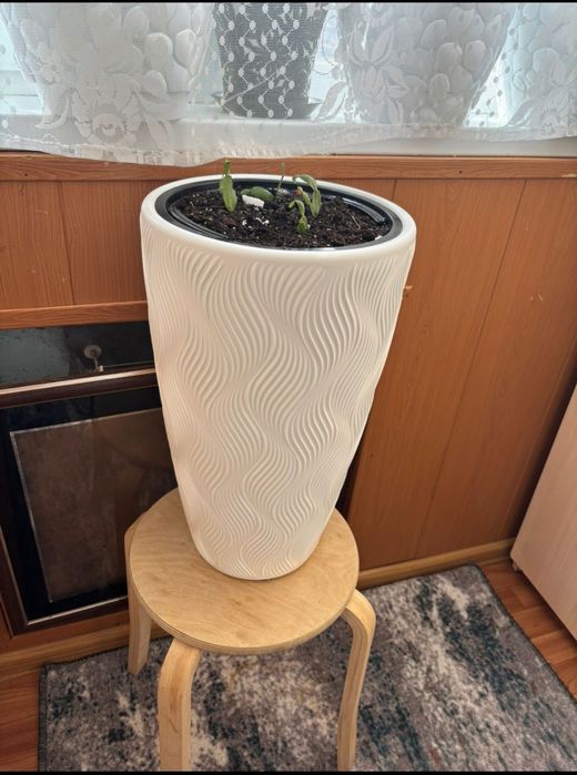 Комнатные растения недорого