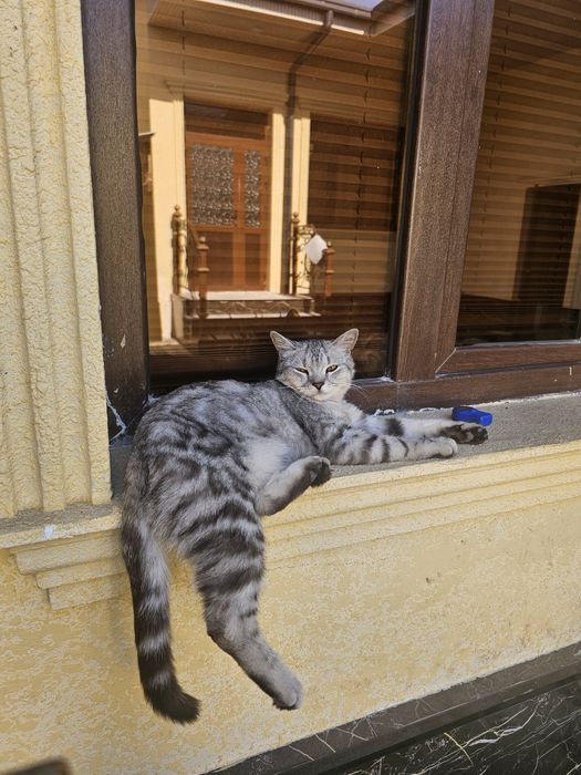 Серебрянный табби мальчик продаётся