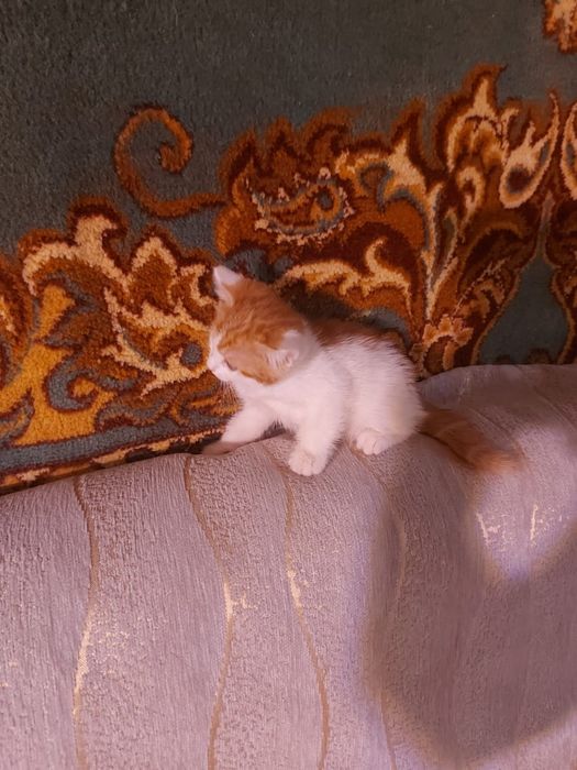 Отдадим в самые лучшие руки девочку