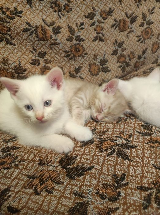Котята в добрые руки.