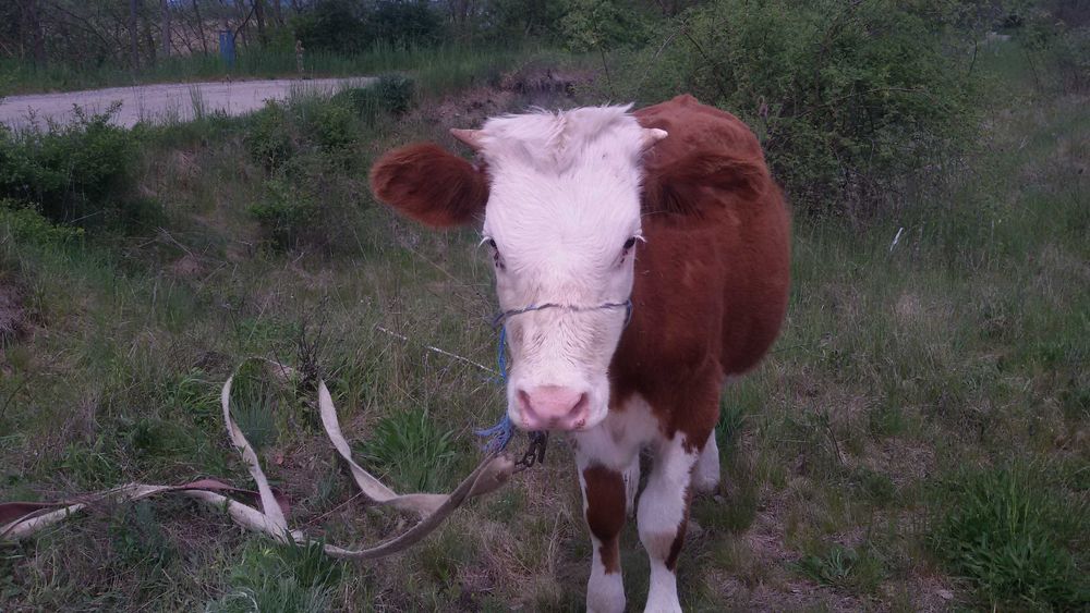 Vand Juninca de 1 an