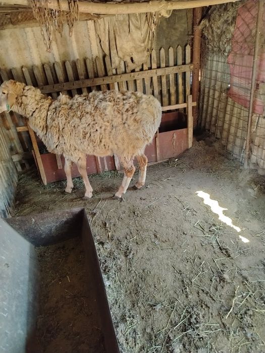 Продам кошкар барана