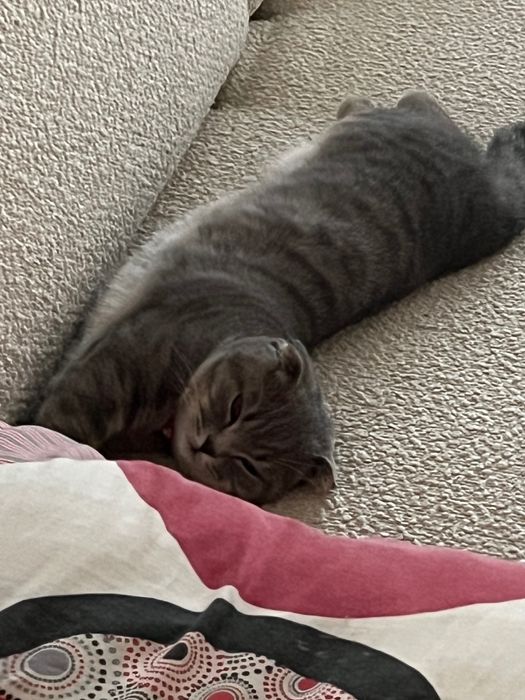 Шотландская вислоухая с документами