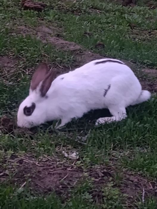 Babichka quyon sotiladi