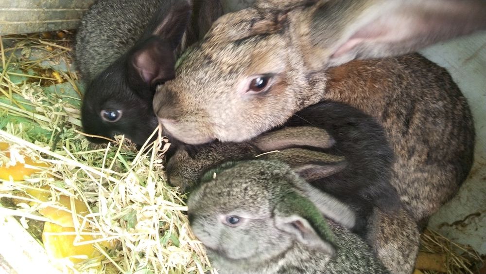 Королик сатылады