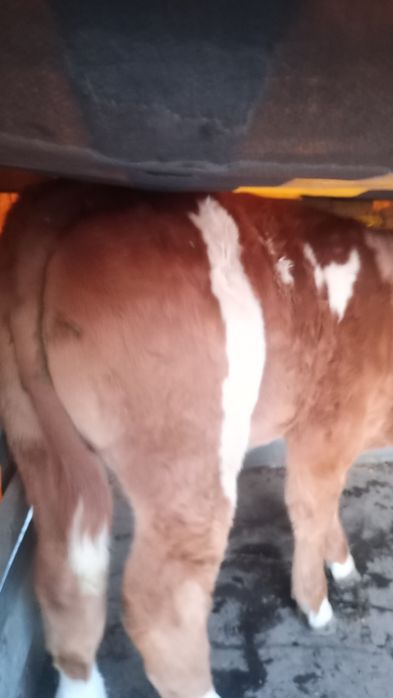 Vând tăuraș frumos