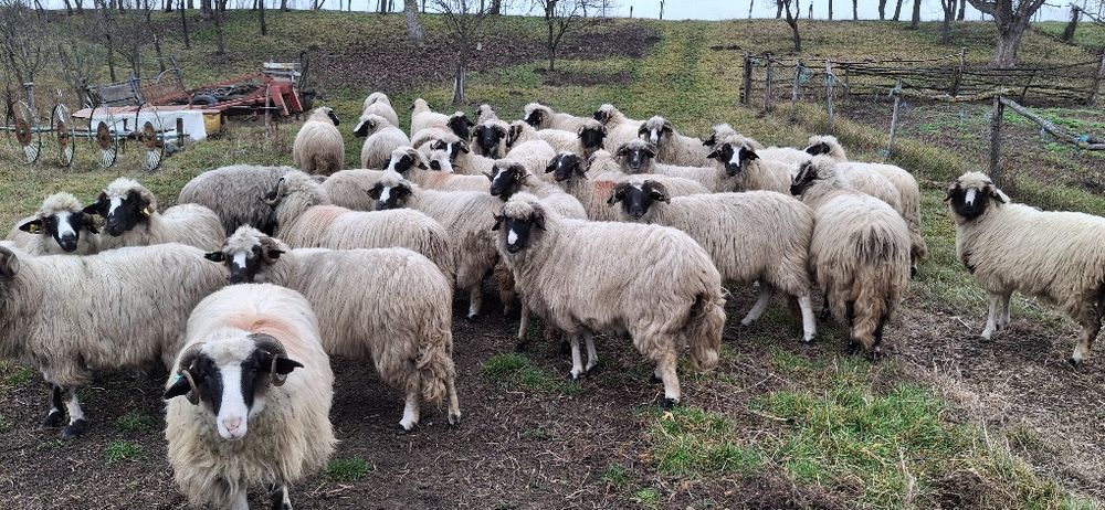 Vând oi breze turcane