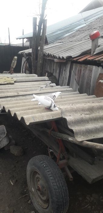 Vand porumbei voiajori