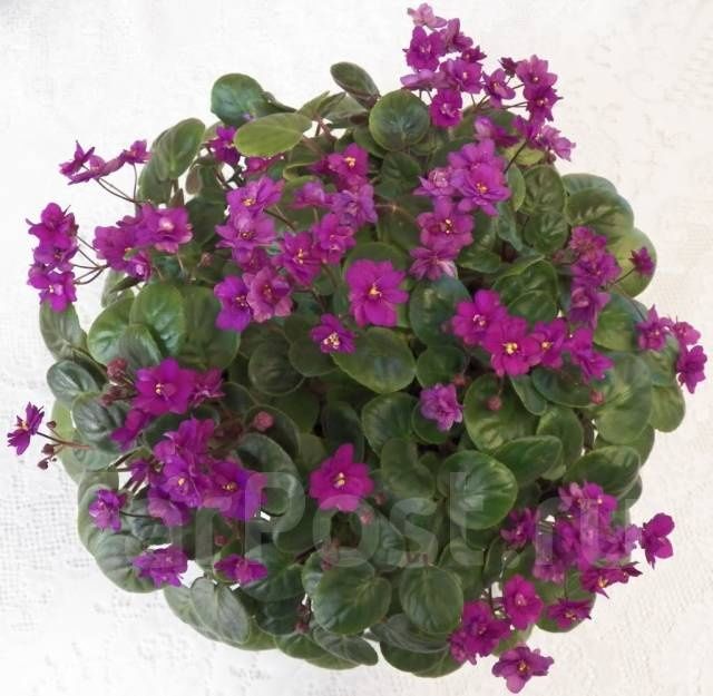 Продам фиалки (трейлеры)