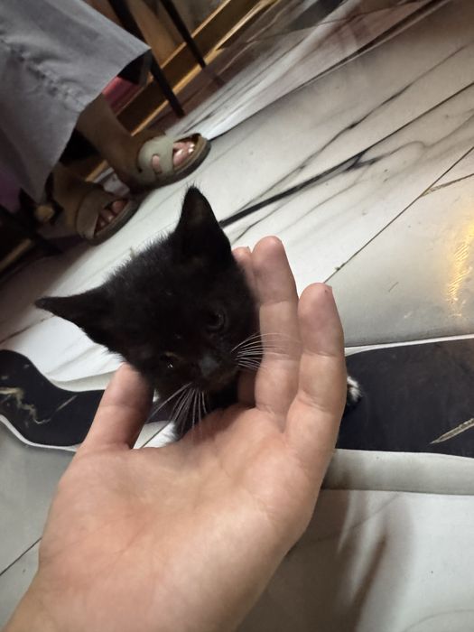 Отдадим  котят бесплатно