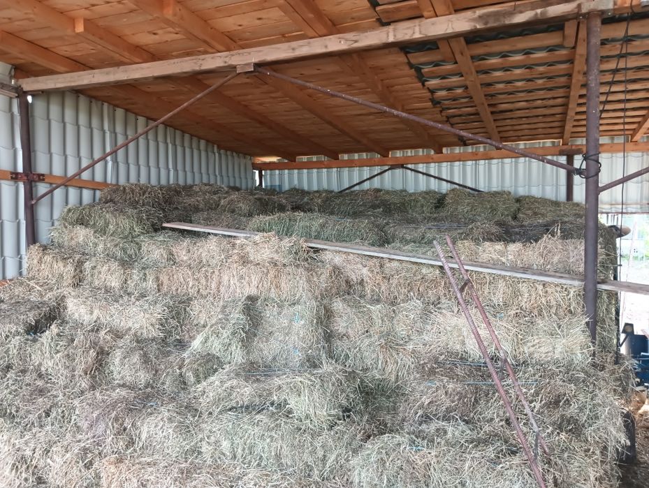 Baloți lucernă .