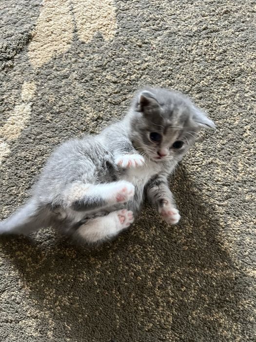 Шотландский котенок