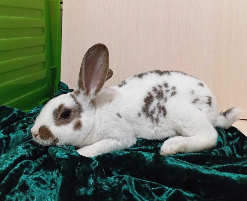 Кролики Рекс разных окрасов.