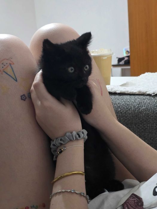 Котенок 3-4 месяца, девочка