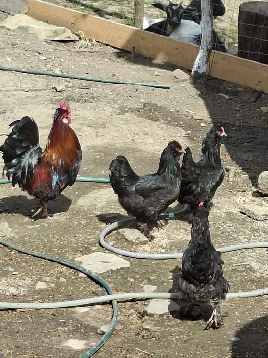 Moțat  Barbos familie 3+1