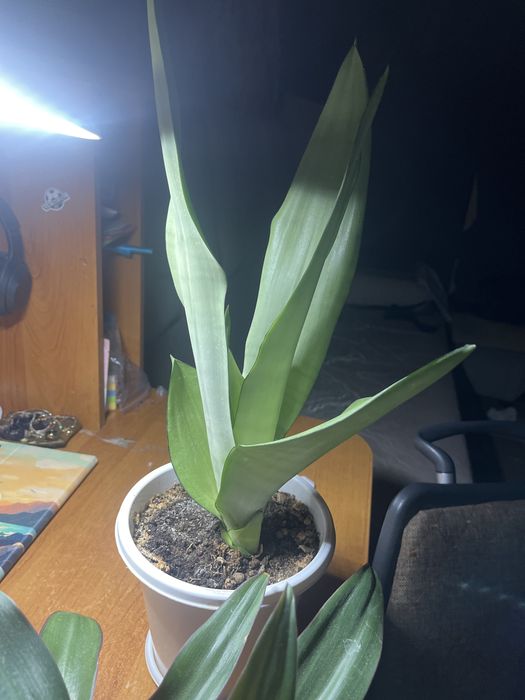 сансевиерия муншайн 5000