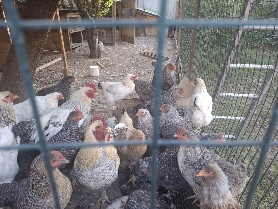 Продам домашний курей и петухов