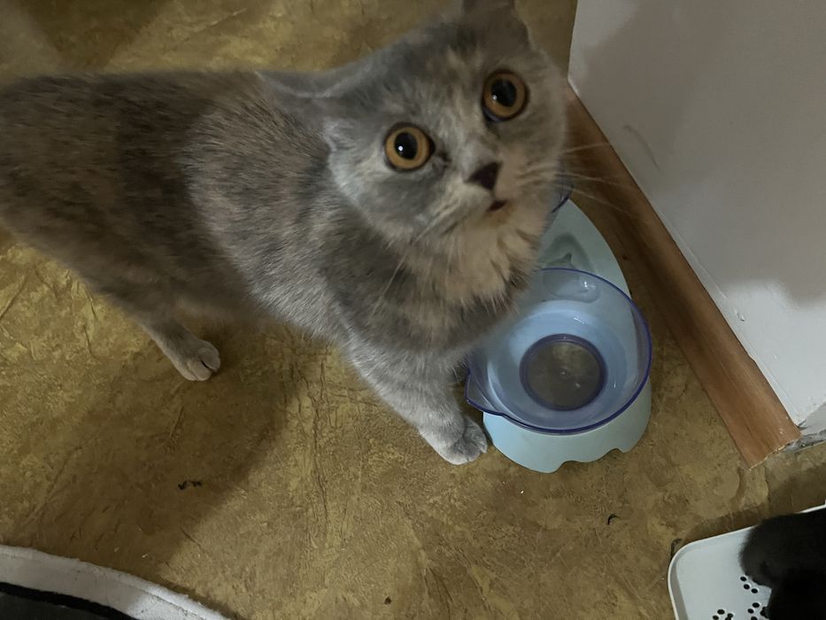 Кошка бесплатно с котятами