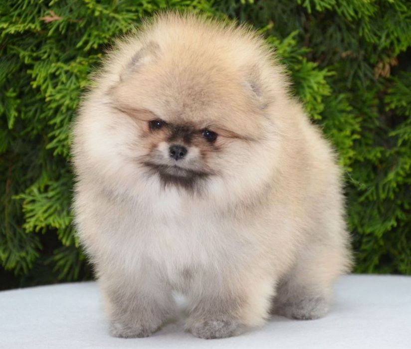 Fetita pomeranian mini/toy!