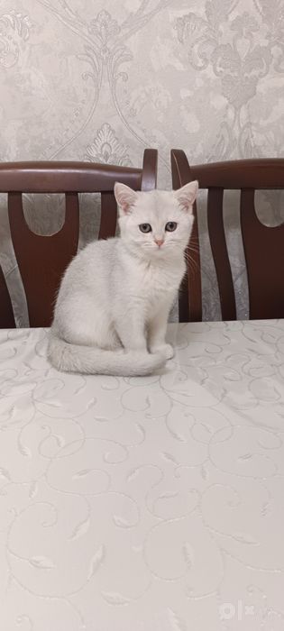 Котята британский шиншилла