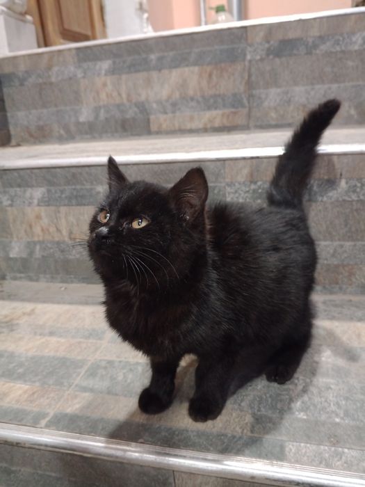 Отдаю в добрые руки/ Mushuklarni yaxshi qo'llarga beraman