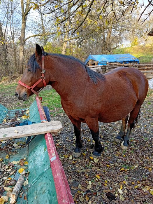 Iapă de vânzare se vinde