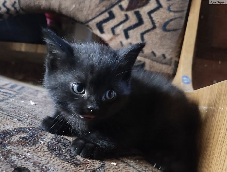 Котенок ищет семью